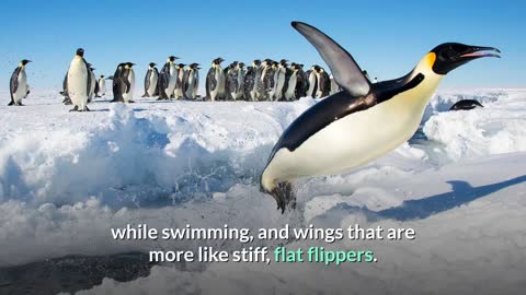 How well do you know about emperor penguins?