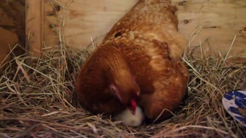 Our Chickens Hatching