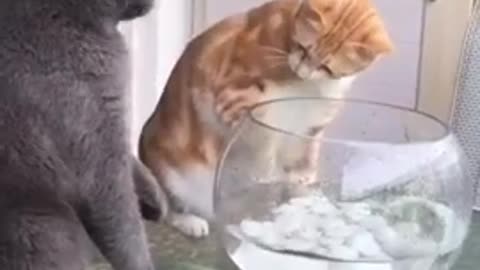 That my fish not your || funniest cats video || part no 11 || 😻😻