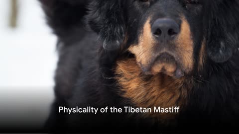 The Majestic Tibetan Mastiff