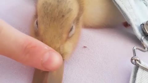 This is the cutest little ducky you will ever see