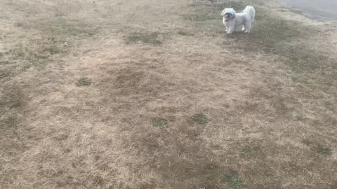 Dogs enjoying life in the summer heat ! Wow its the hottest day of the year! Wow