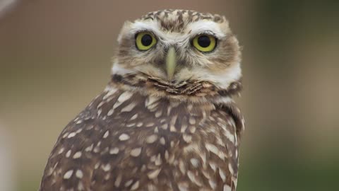 Owl Photoshoot | Owl Model Outdoor Shoot| #owl #shoot