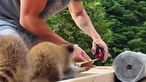 This homeless raccoon was rescued and adopted by kind people