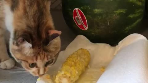 Blind Rescue Cat Munches on Some Corn