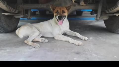 Always Check Under Your Car! This Driver’s Simple Act Could Save a Life! 🐾🚗