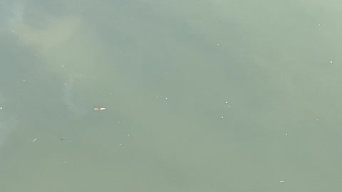 Minnows of the Humber River 36