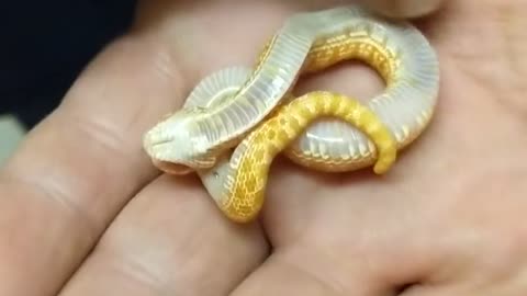 Baby Hognose Snake Playing Dead Fresh From the Egg