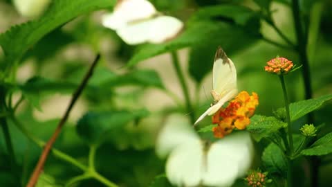 Some Beautiful Butterflies Flying on the Colorful Flowers