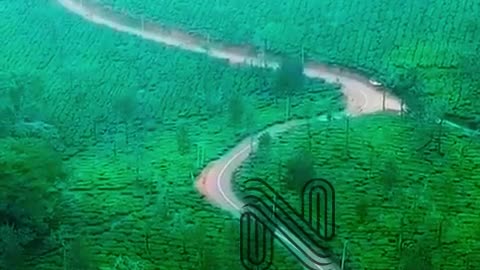 Scenic Drive through Wayanad's Tea Plantations | Nadukani Estate, Kerala, India