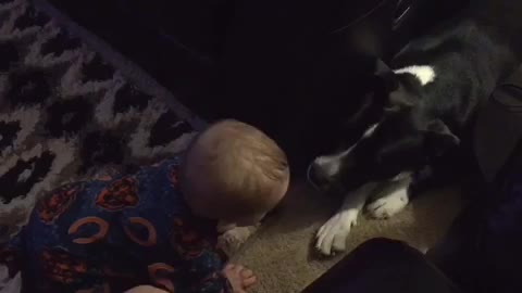 Baby notices family dog, gets super excited