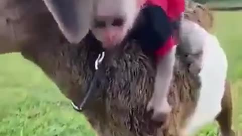 Monkey Lost its Mother, Now The Goat is Taking Care Of Her #shorts #shortsvideo #video #viral