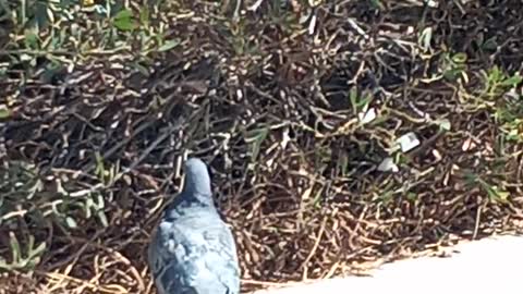 A freshly cleaned pigeon