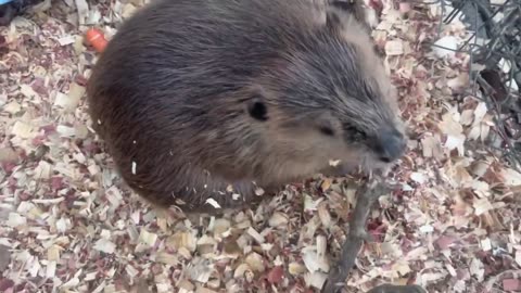 Beaver belly rubs