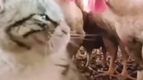 Cute cat and very funny 😸😸#video#cute cat