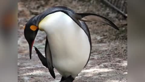 A Family's Pet Penguin.