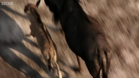 Cheetah chase wildebeest