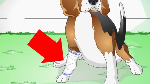 How to take care of a Dog with Stitches