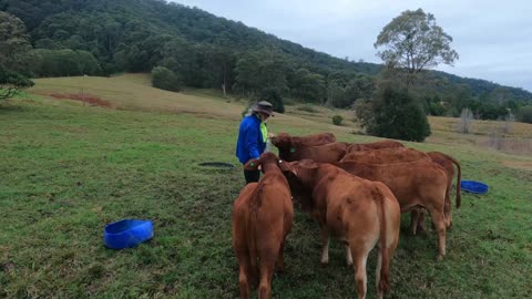 58- Weaned Calves, been 2 weeks now. 6. 8. 2022