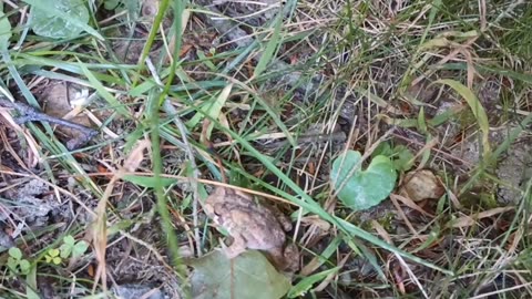 Bandit finds a Toad