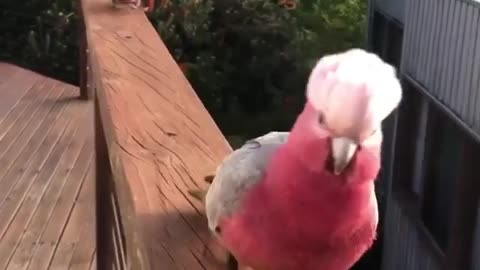 hese Pink Galahs partner for life 💞 Apply for a feature following