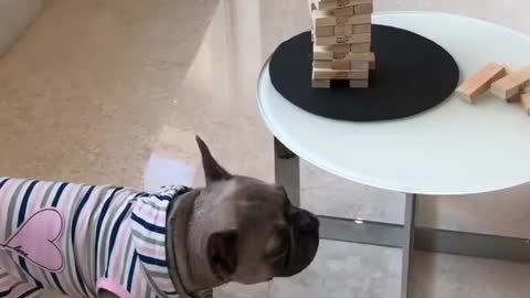 Puppy playing teris game with his owner