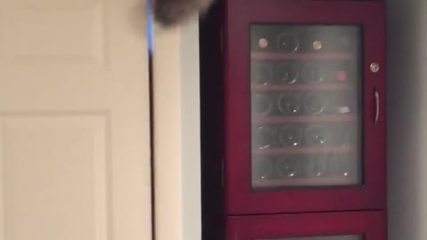 Siamese cat standing on chair jumps into tight space above cabinet