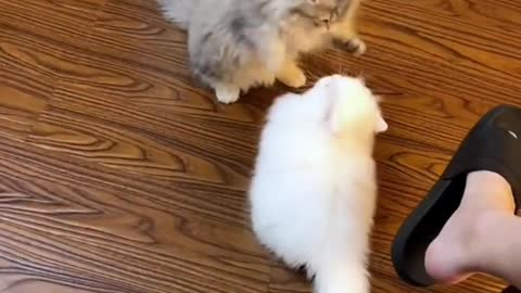 Two cute kittens seem to be fighting