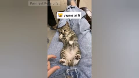 Top 20 Funny Angry Cats Of TikTok - Try Not To Laugh (2021)