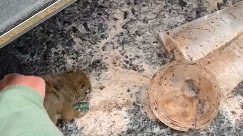 Group of Men Captivated by Squirrel Drinking Coffee