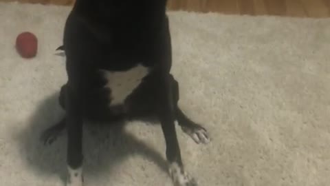 Black and white dog chasing own tail on white rug