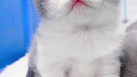 funny cat