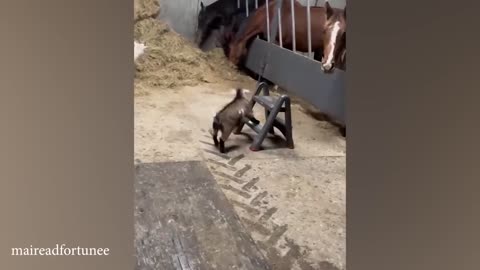 THE FUNNIEST animal videos EVER