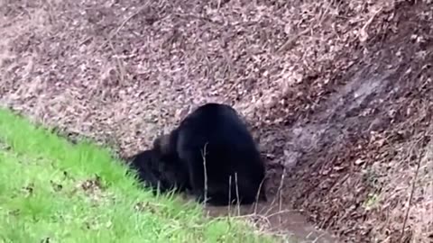 Urso em Ação / Urso vs. Vaca, Porco, Alce