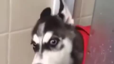 Husky arguing over bathtime