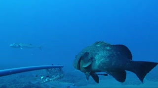 Fish Dive Deep In The Mediterranean Sea Because of Climate Change