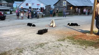 Dogs Herding Ducks