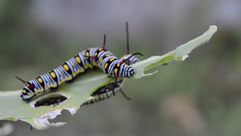 Eating nature of caterpillar