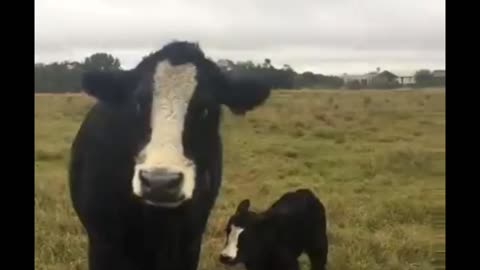 Cow brings baby over to show it off to owner