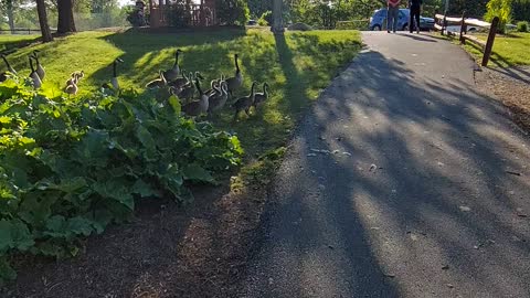 Ducks crossing the road with their babies