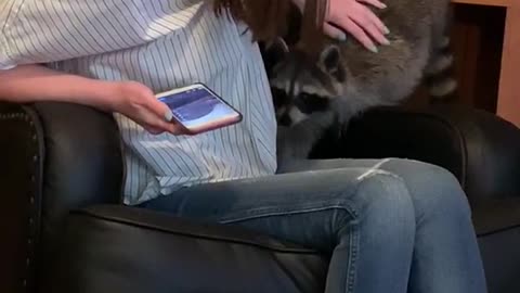 Roxy the pet raccoon sits on couch and climbs on woman