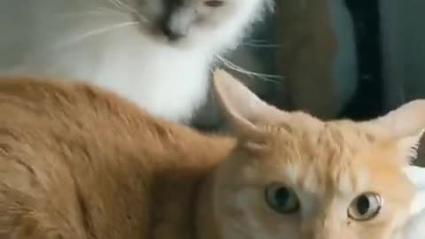 Cat bites another cat