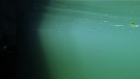 Wild Harbour Seals Looking For Handouts