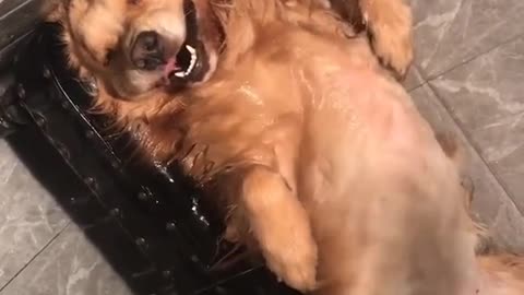 Cute puppy dog is very funny in the shower