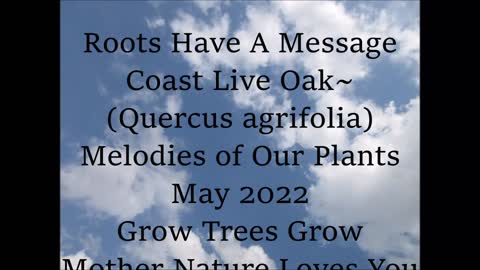 Roots Have A Message Coast Live Oak Quercus agrifolia May 2022