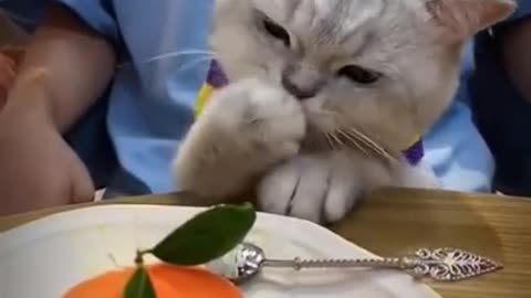 Funniest Cats Ever live