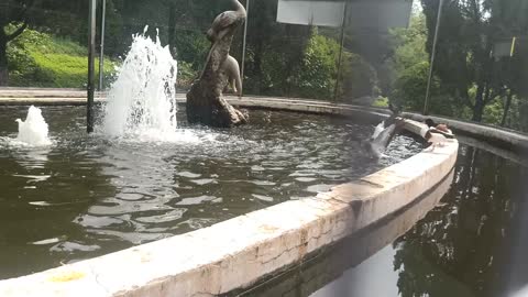 A flock of ducks is taking a bath