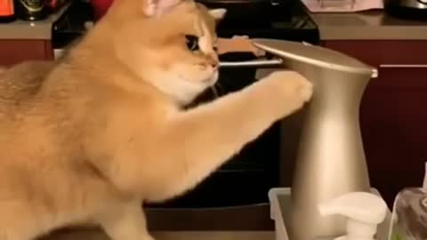 funny viral cat -- ops fails moments -- crazy cat -- _shorts cute kitty reaction -- _angry _hungry