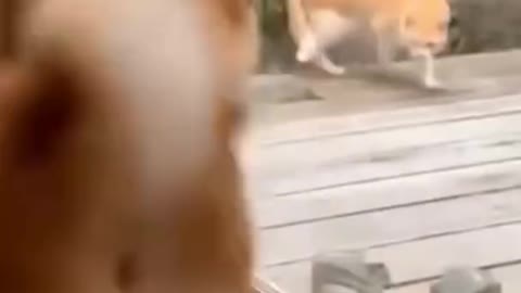 Cats and dogs fighting very funny Try not to laugh shorts