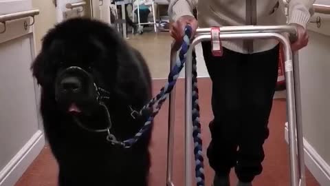 Gentle giant Newfoundland dog takes his Grandpaw for a walk around carehome